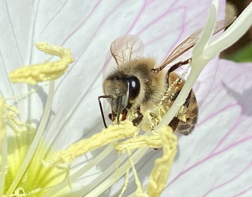 iNaturalist observation photo of Western Honey Bee