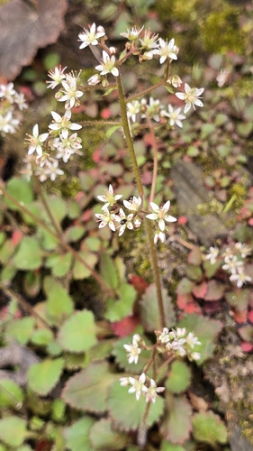 Carey's Saxifrage (Micranthes careyana)