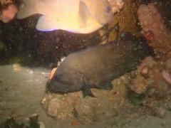 Acanthistius serratus