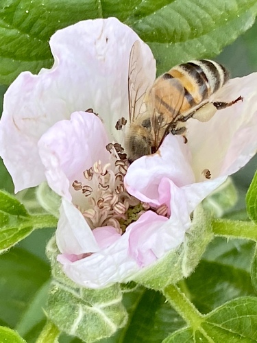 iNaturalist observation photo of Western Honey Bee