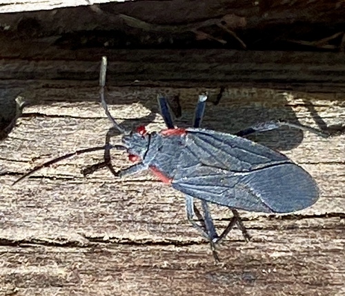 iNaturalist observation photo of Red-shouldered Bug