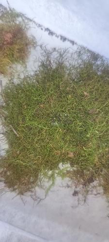 Sciuro-hypnum reflexum observed 2026-04-01