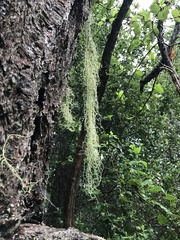 Usnea ceratina