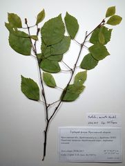 Betula × aurata