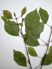 Betula × aurata
