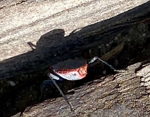 iNaturalist observation photo of Red-shouldered Bug