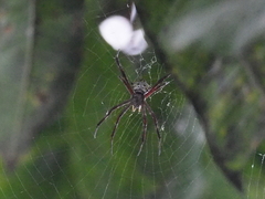 Argiope modesta