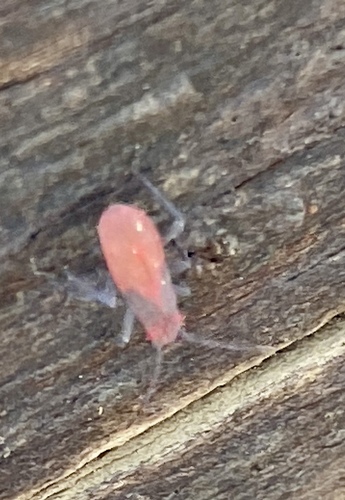 iNaturalist observation photo of Red-shouldered Bug
