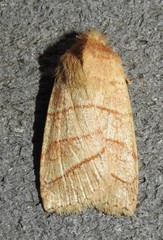 Pyreferra citrombra