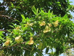 Pteleocarpa lamponga