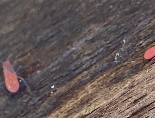 iNaturalist observation photo of Red-shouldered Bug