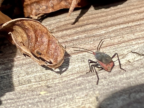 iNaturalist observation photo of Red-shouldered Bug
