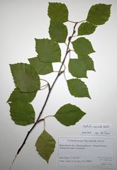 Betula × aurata