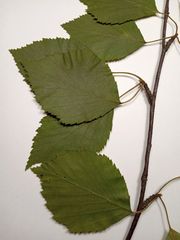 Betula × aurata