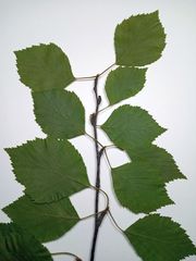 Betula × aurata