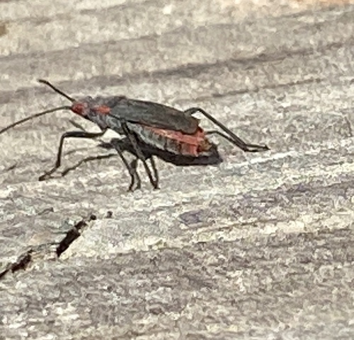 iNaturalist observation photo of Red-shouldered Bug