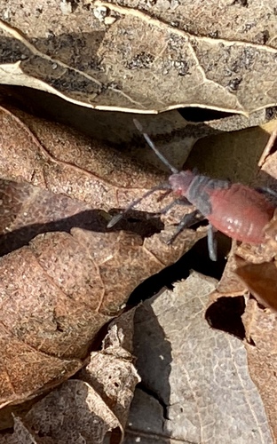 iNaturalist observation photo of Red-shouldered Bug