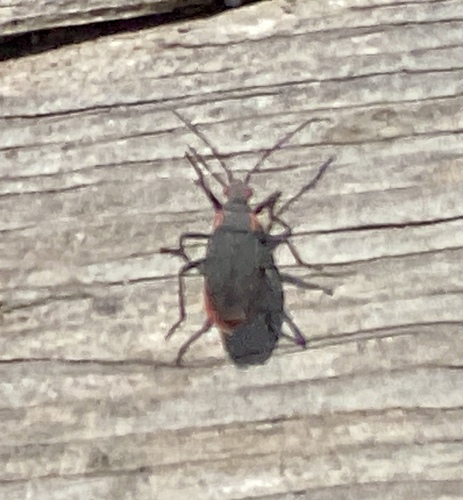 iNaturalist observation photo of Red-shouldered Bug