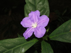 Ruellia yurimaguensis