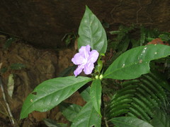 Ruellia yurimaguensis