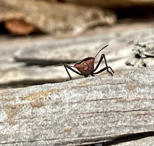 iNaturalist observation photo of Red-shouldered Bug
