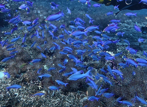 Mirolabrichthys tuka