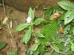 Ruellia yurimaguensis