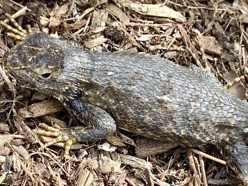 iNaturalist observation photo of Western Fence Lizard