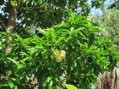 Pteleocarpa lamponga