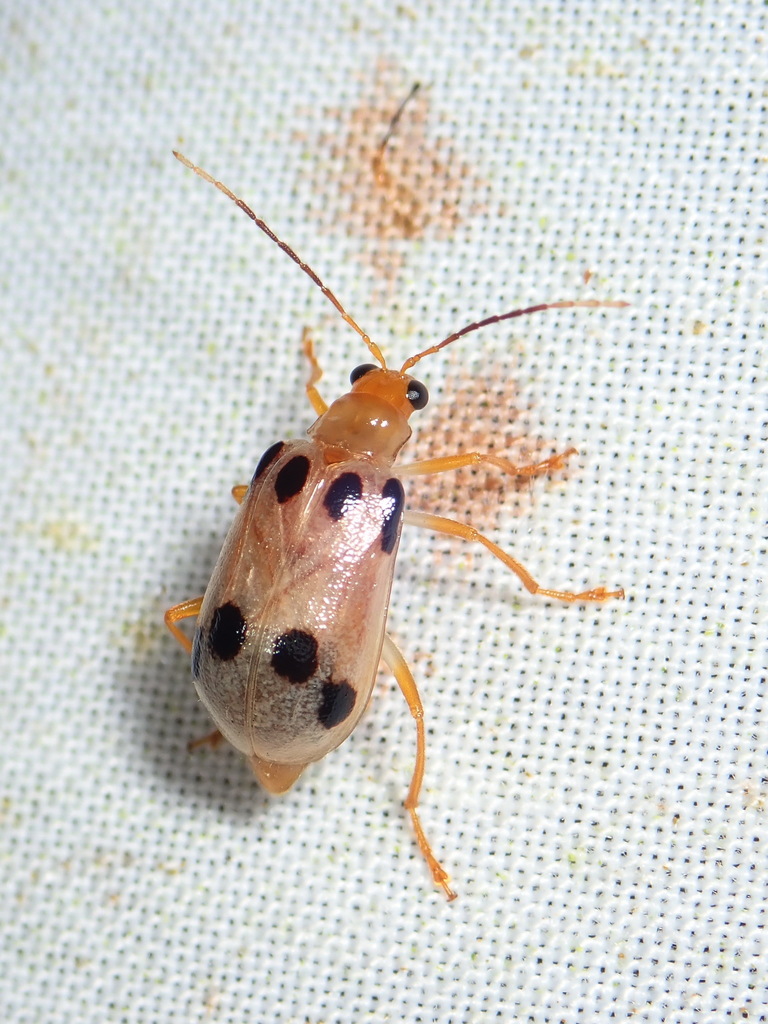 Neobrotica decimsignata