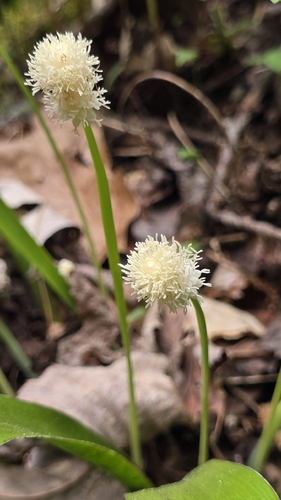 Fraser's Sedge (Carex fraseriana)