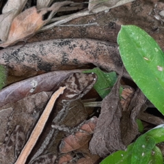 Anolis lemurinus