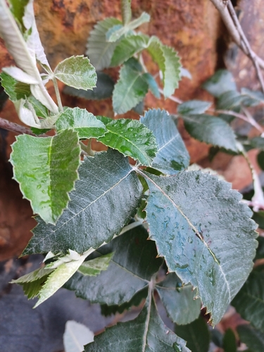 Bramble Currantrhus