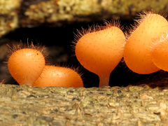 Cookeina tricholoma image