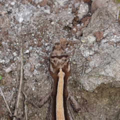 Anolis lemurinus