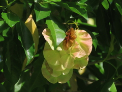 Pteleocarpa lamponga