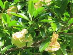 Pteleocarpa lamponga