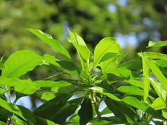 Pteleocarpa lamponga