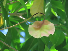 Pteleocarpa lamponga