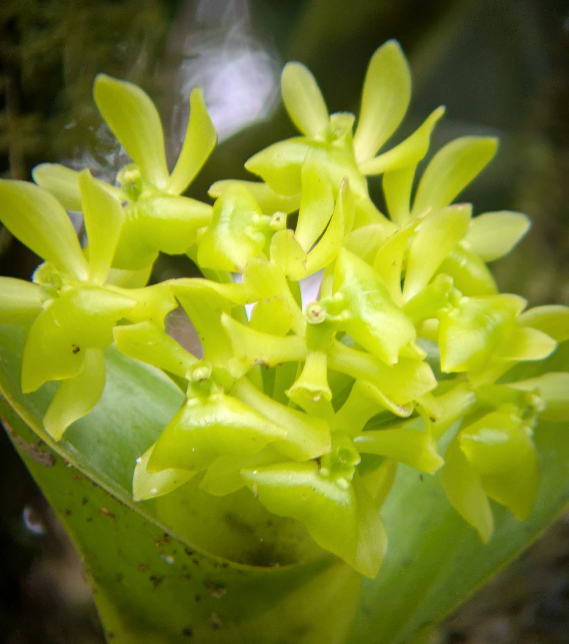 Epidendrum upanodifforme Hágsater & Dodson 3