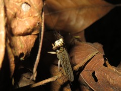 Mantoida
