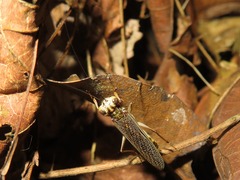 Mantoida