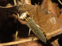Mantoida