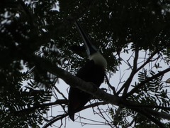 Ramphastos tucanus cuvieri