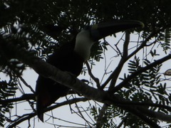 Ramphastos tucanus cuvieri