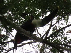 Ramphastos tucanus cuvieri