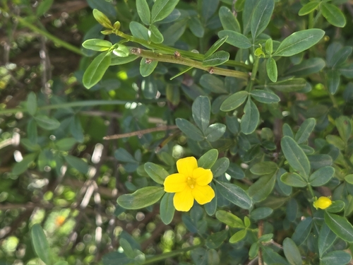 Wild Jasmine