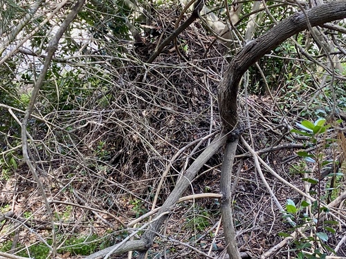 iNaturalist observation photo of Woodrats
