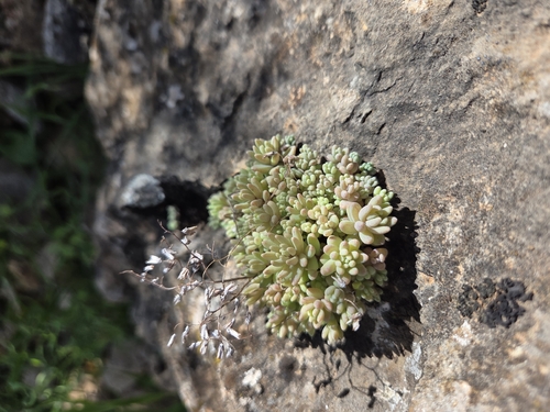 Sedum mucizonia