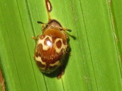 Epopterus
